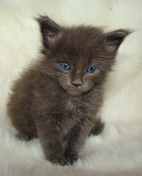 ���� ��� ������� ��������� Catsvill County!  ���� ����! ������ ������ ���� ���! ���� ��� ������ ������ � ����� ����!!! �������� ���� ����� Catsvill County +7-926-544-74-09  ���� ��� �������� ������. ���� ��� ������, ���� ��� �������, ���� ��� ������,  ���� ��� ����, ���� ��� ��������, ���� ����,  ������ ������ ���� ���,  ������ ����-����, ����� ������� ������ �����, ����� ����� ������!